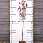 Magnólia hybridná (Magnolia Hybrida) ´SUSAN´ - výška 170-180 cm, kont. C10L (-24°C) NA KMIENKU